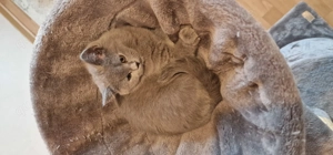 Zwei zuckersüße BKH-Kätzchen (12 Wochen) suchen ein neues Zuhause!