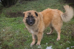 *HEROY* Ich bin lieb, freundlich, fröhlich, aktiv und unternehmungslustig