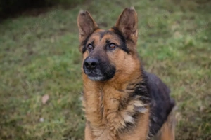 *MONGI' - Der Rüde ist lieb, menschenbezogen, leinenführig, lernbereit, und er braucht Beschäftigung