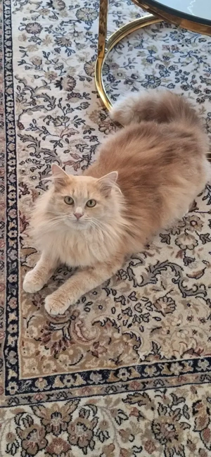 traumhafter Norwegischer Waldkater 