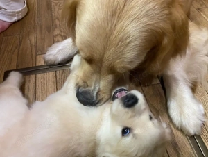 Golden-Retriever-Welpen