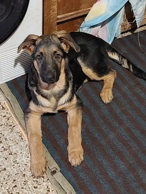 Welpin *BUENO* - eine liebe, soziale Hündin, die die Menschennähe liebt