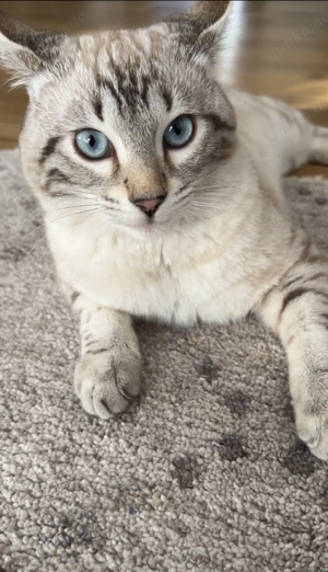 Snow Bengal Kitten sucht liebevolle Hände