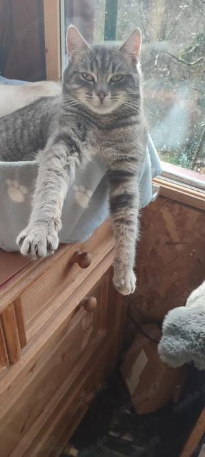  Kater !  Tiger ! Heilige Birmamix 