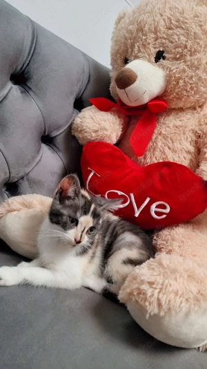 bkh mix sehr freundlich