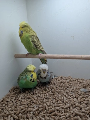 Schau Wellensittiche abzugeben 