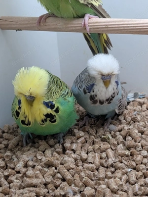 Schau Wellensittiche abzugeben  Bild 3