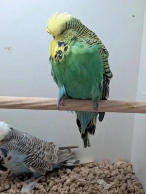 Schau Wellensittiche abzugeben 