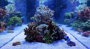 Meerwasser Aquarium Auflösung 