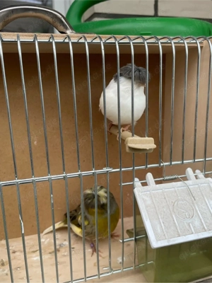 Gloster Kanarien abzugeben