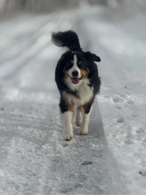 Australian Shepherd Deckrüde