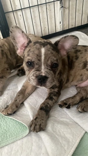 Französische Bulldoggen Welpen