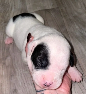 Old Englische Bulldogen Mix 