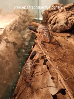 Heteroctenus princeps und Centruroides nitidus Angebote Skorpione aus NZ Bild 9
