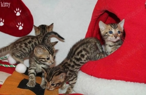 Wunderschöne Bengalkätzchen suchen ein neues Zuhause! WhatsApp: 015777944807  