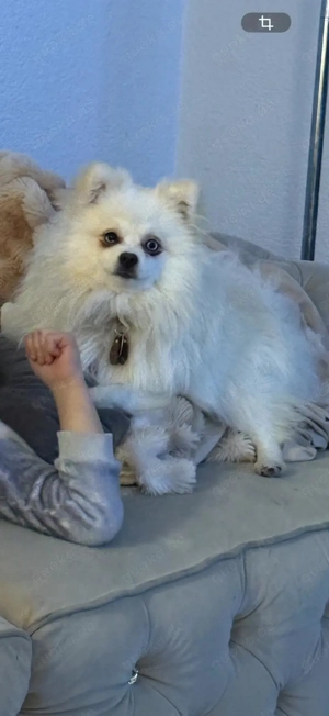 Schneeweißes Reinrassiges Zwergspitz Mädchen 