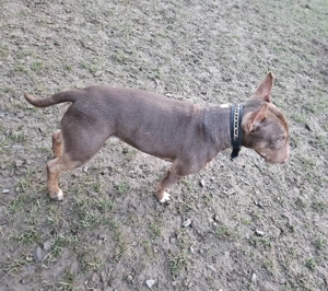 Miniatur Bullterrier Deckrüde Schoko Bild 2