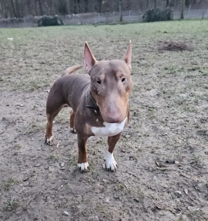 Miniatur Bullterrier Deckrüde Schoko