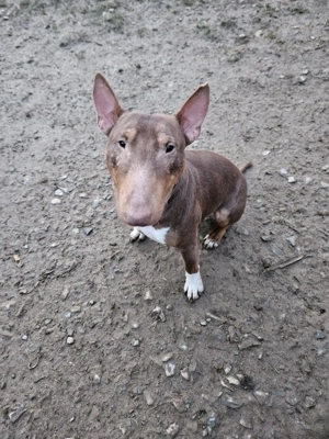 Miniatur Bullterrier Deckrüde Schoko Bild 3