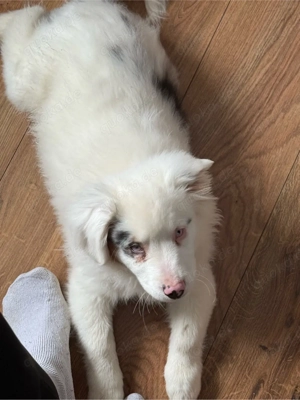 aussie hündin zu verschenken 