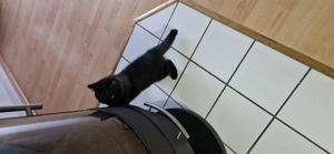 Britische kurzhaar Junge Reinrassig sucht noch ein neues zu Hause 