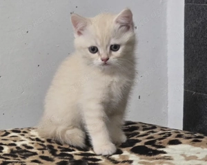 BKH Kitten Cream-Tabby