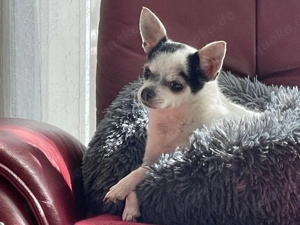 Ängstliche Dame sucht zuhause 