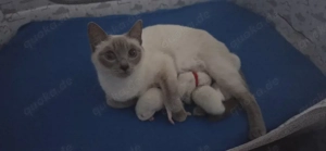 Siam Kitten in Lilac und Chocolate Point 