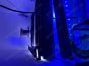 Meerwasseraquarium 500 l Bild 10