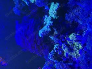 Meerwasseraquarium 525l