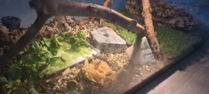 Futtertiere Heimchen ca.300stck.