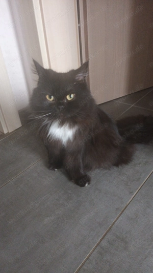 Junge BLH Katze Weiblich  