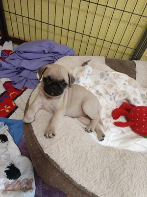  nur noch 1 süßer Mopswelpe sucht ein liebevolles Zuhause (9 Wochen) ab sofort abholbereit 