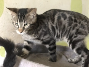 Bengal   Maine Coon Mix Katerle