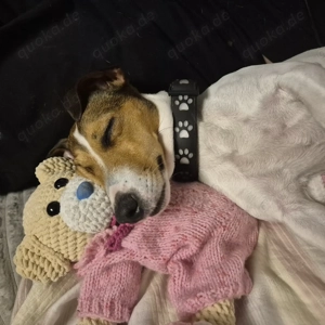 Süße Jack Russell-Dame  sucht neues Abenteuer