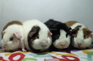 Us-Teddys, Glatthaar, Rosetten suchen ein Zuhause