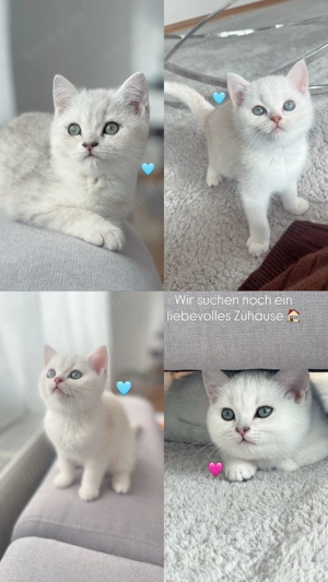 BKH Kitten weiß 