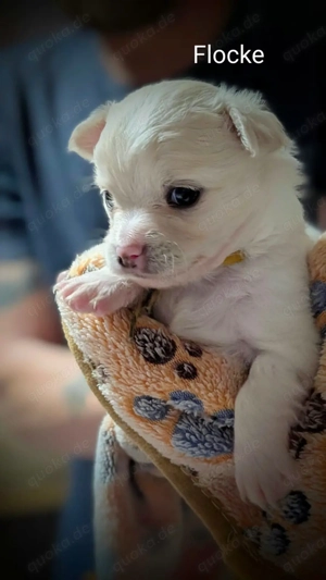 Chihuahua Welpen 4 Jungs