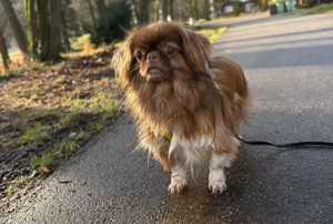 Liebevollen Rüden abzugeben 