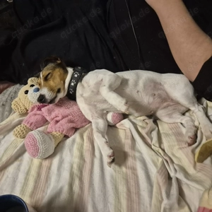 Süße Jack Russell-Dame  sucht neues Abenteuer Bild 2