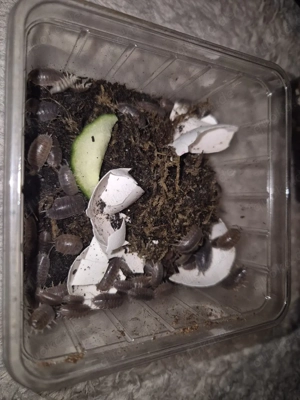 Asseln - Kellerasseln für Terrarium,Kubanische,tropische Asseln Z