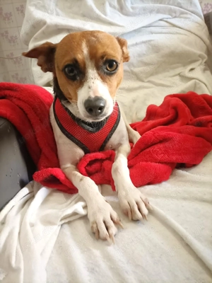 Lulu sucht ihr Zuhause