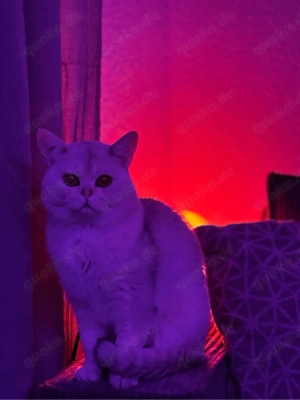 British Shorthair Kater
