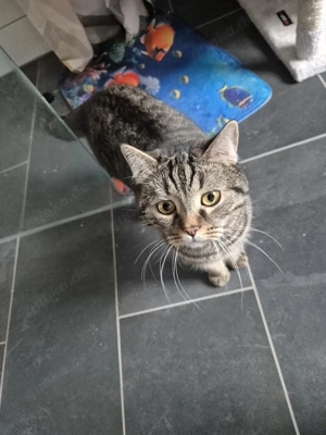 Getigerter Kater Abzugebe 