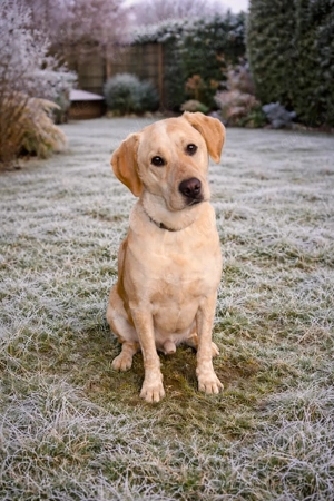 Mischlingsrüde Nacho sucht wieder ein Zuhause