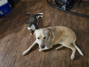 Nacho sucht sein Zuhause Bild 4