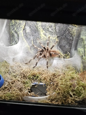 1.0 Nhandu chromatis