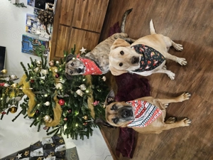 Nacho sucht sein Zuhause Bild 3