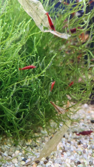 Garnelen, Neocaridina Garnelen  Bild 2