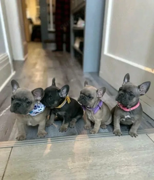 11 Wochen alte französische Bulldoggenwelpen